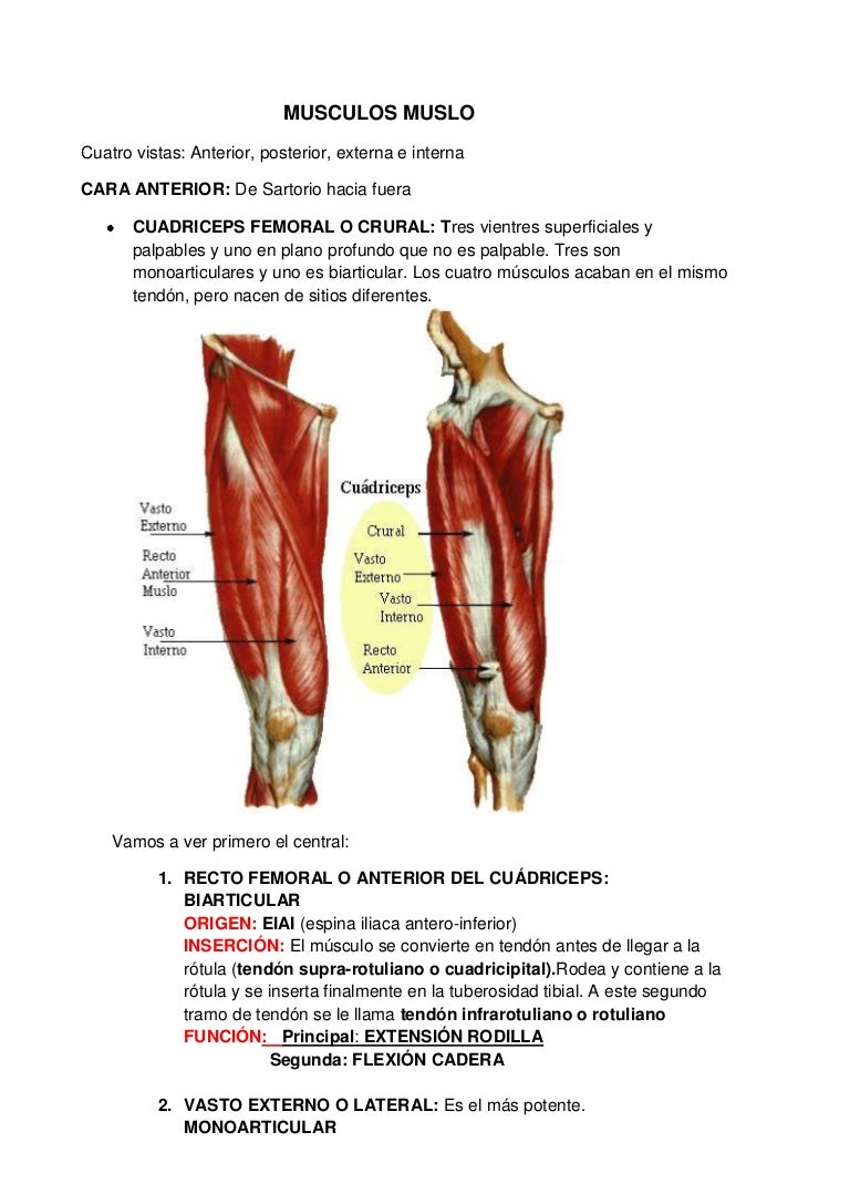 tendon del biceps crural inflamado tendon del biceps crural inflamado